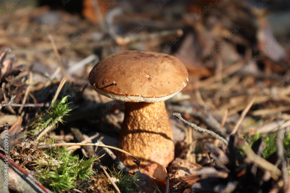 The mushroom grows in the forest. Dry leaves. Moss. Cones and conifers. Forest carpet. Macro The mushroom grows in the forest. Dry leaves. Moss. Cones and conifers. Forest carpet. Macro