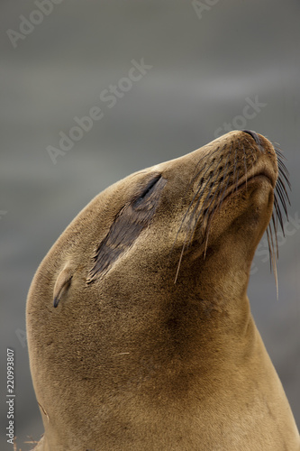 Lazy Sea Lion relaxing