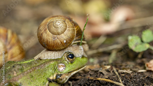 Snail crawling on the asphalt road. close up
