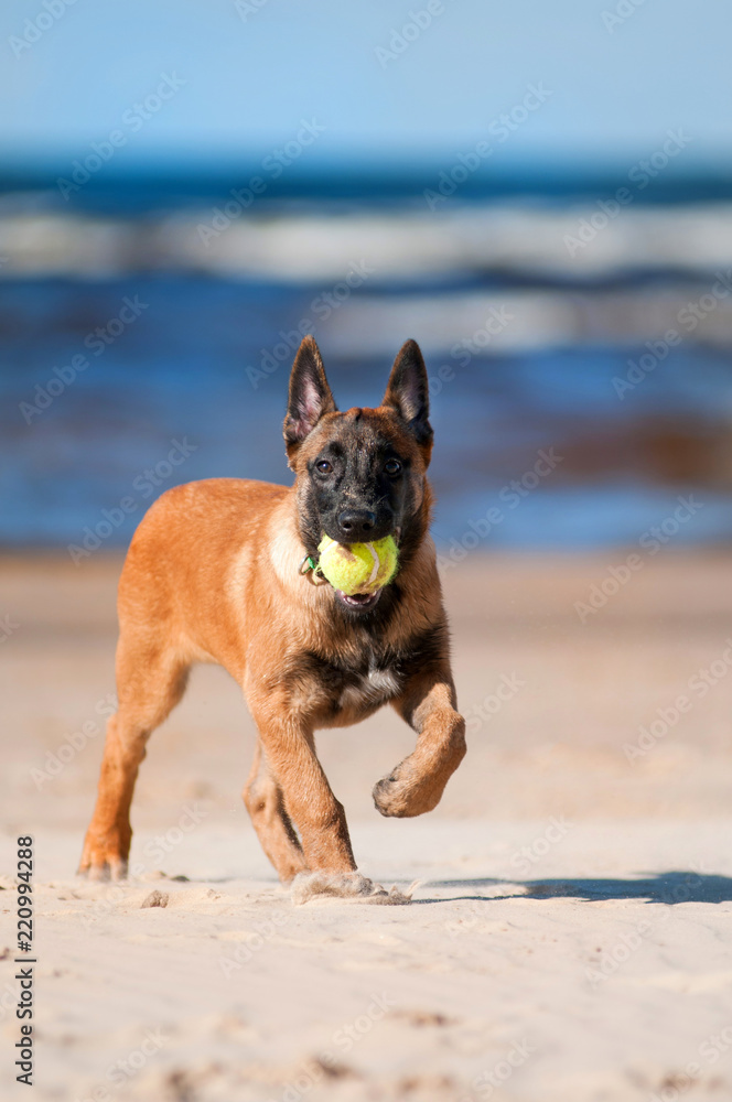 malinois puppy playing with a tennis ball on the beach