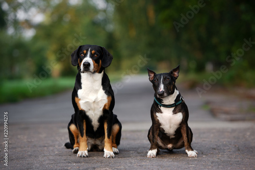 two dogs sitting together outdoors