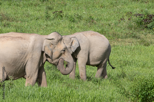 Asiatic Elephant is big five animal in asia