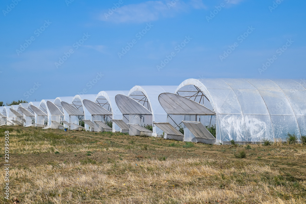 A group of greenhouses for growing tomatoes and cucumbers. Growing tomatoes in the greenhouse. Seedlings in the greenhouse. Growing of vegetables in greenhouses A group of greenhouses for growing tomatoes and cucumbers. Growing tomatoes in the greenhouse. Seedlings in the greenhouse. Growing of vegetables in greenhouses