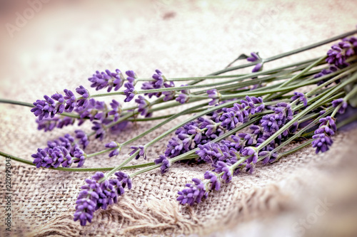 Lavender bouquet closeup  lavender on canvas background