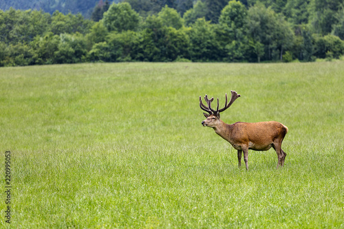 Bavarian Red Deer