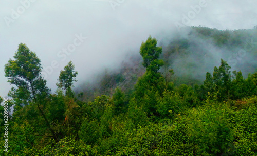 nature forest in fog