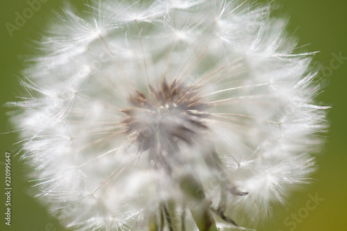 Pusteblume