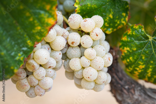 Vineyard with Lush, Ripe Wine Grapes on the Vine Ready for Harvest photo