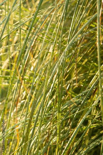 drops of dew on green grass