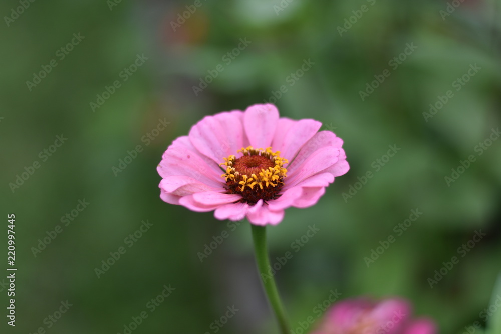 Fototapeta premium light pink color flower