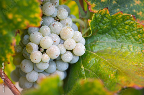 Vineyard with Lush, Ripe Wine Grapes on the Vine Ready for Harvest photo