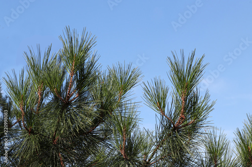 Pine tree with long bunched needles against a clear blue sky