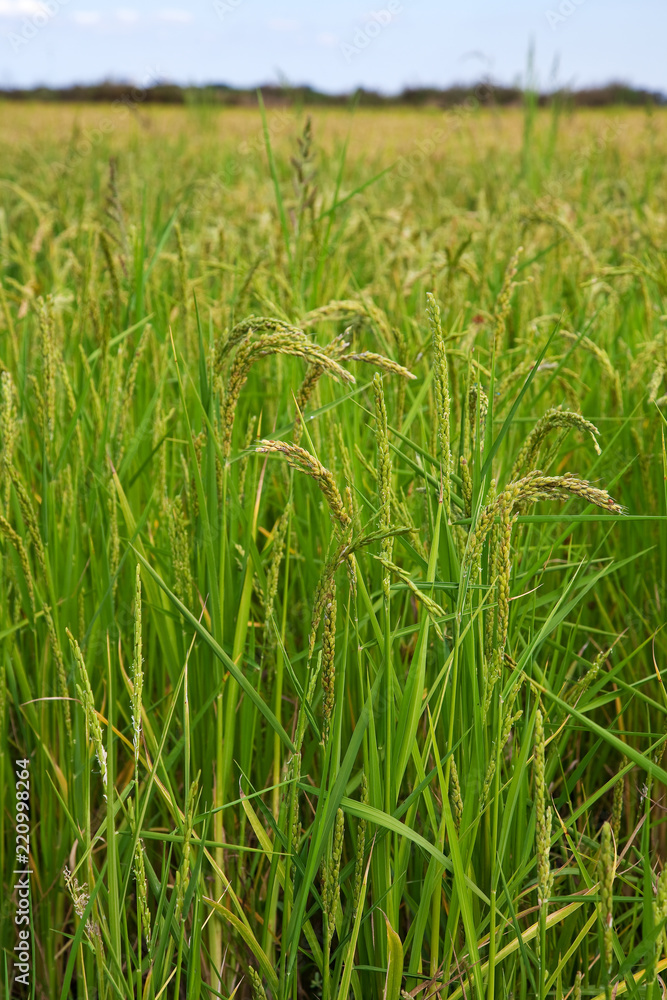 Italian rice fields in summeri
