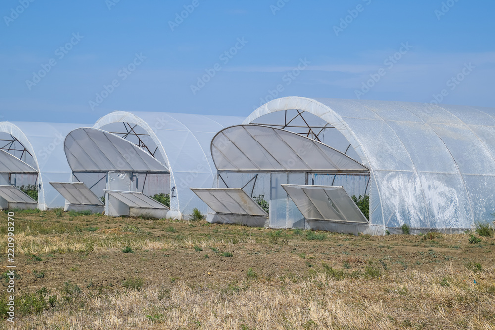A group of greenhouses for growing tomatoes and cucumbers. Growing tomatoes in the greenhouse. Seedlings in the greenhouse. Growing of vegetables in greenhouses A group of greenhouses for growing tomatoes and cucumbers. Growing tomatoes in the greenhouse. Seedlings in the greenhouse. Growing of vegetables in greenhouses