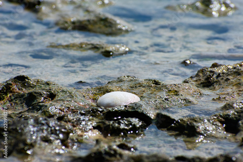 Shell in a Tidepool