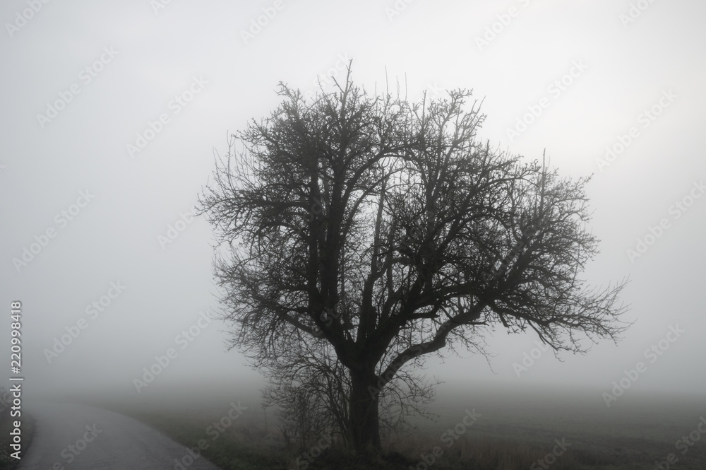 Tree silhouette and road through winter mist Tree silhouette and road through winter mist