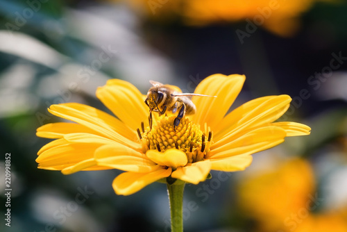 Bee on an Arnica blossom. Macro. photo