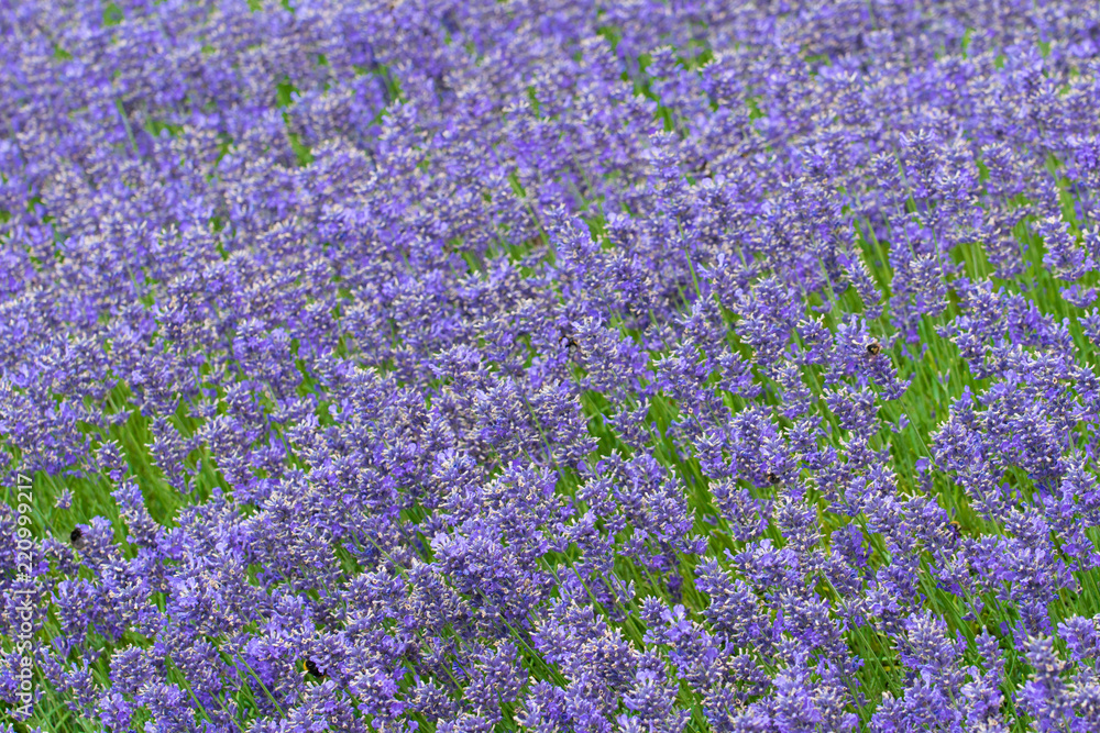 Naklejka premium dense blue lavender flowers with flying bumblebees