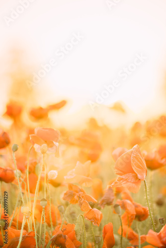Fototapeta Naklejka Na Ścianę i Meble -  Poppies field on sunny day.