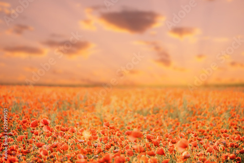 Fototapeta Naklejka Na Ścianę i Meble -  Beautiful red poppies meadow at sunset.