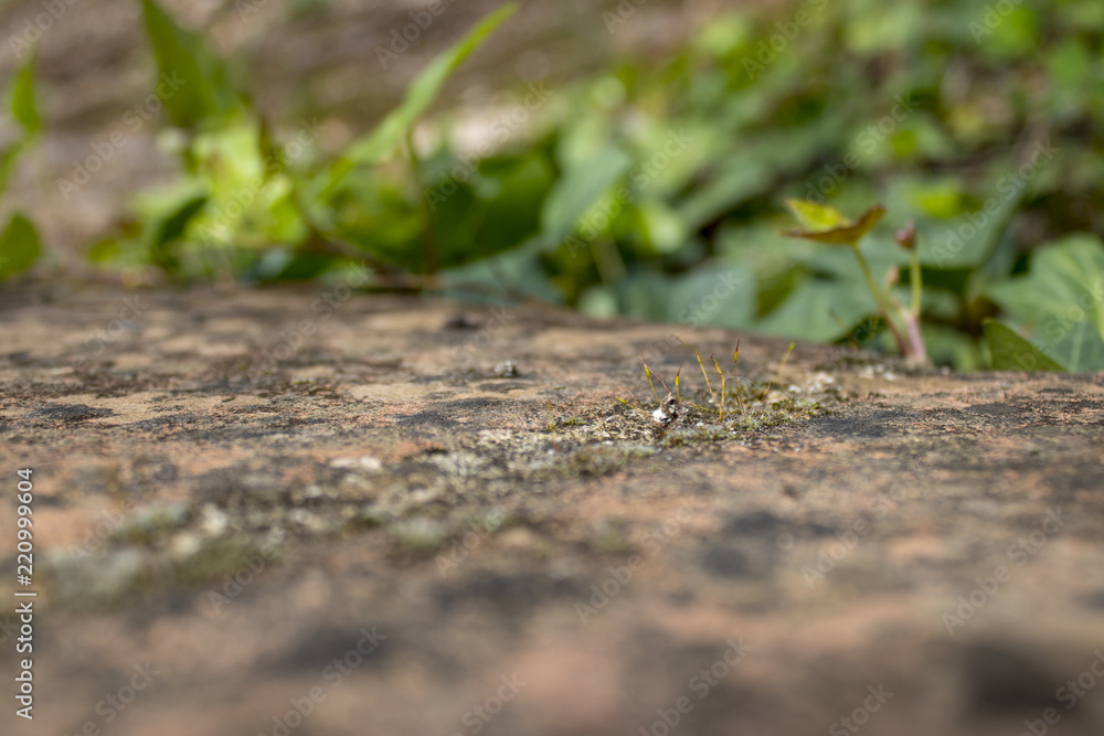 Stone moss Stone moss