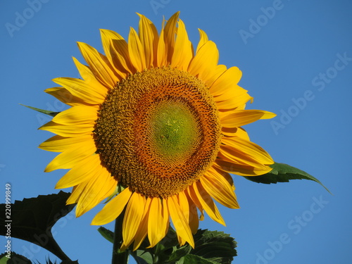 Tournesol géant