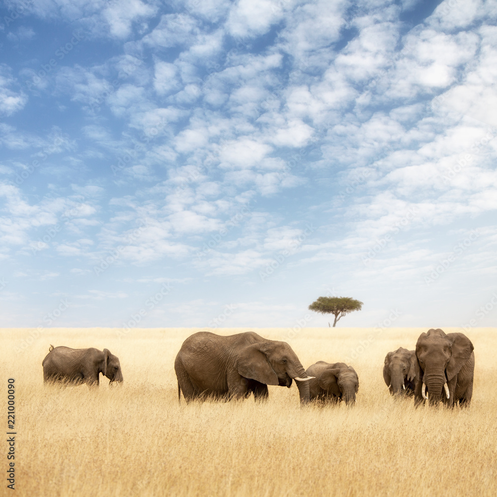 Elephant group in the grassland of the Masai Mara