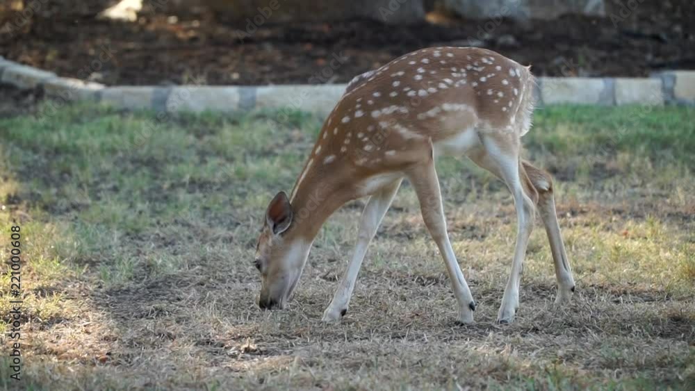 Baby spotted whitetail deer eating corn out of a yard in the Texas hill country. Baby spotted whitetail deer eating corn out of a yard in the Texas hill country.