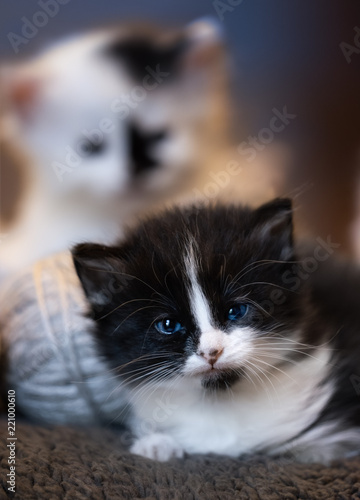 Wallpaper Mural cute baby kittens Torontodigital.ca