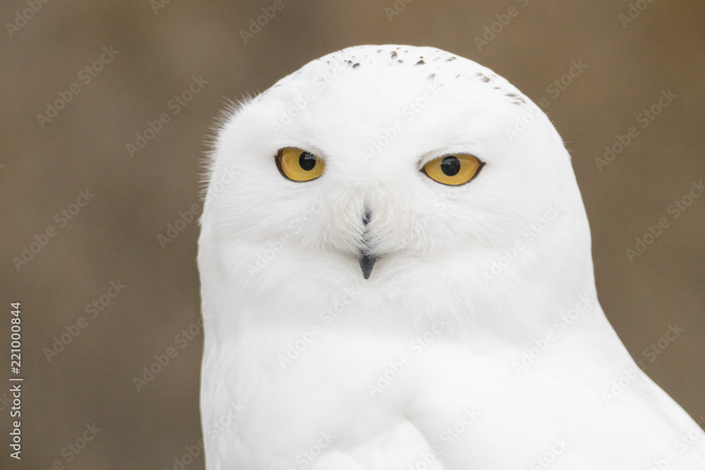 Fototapeta premium Snowy Owl Portrait