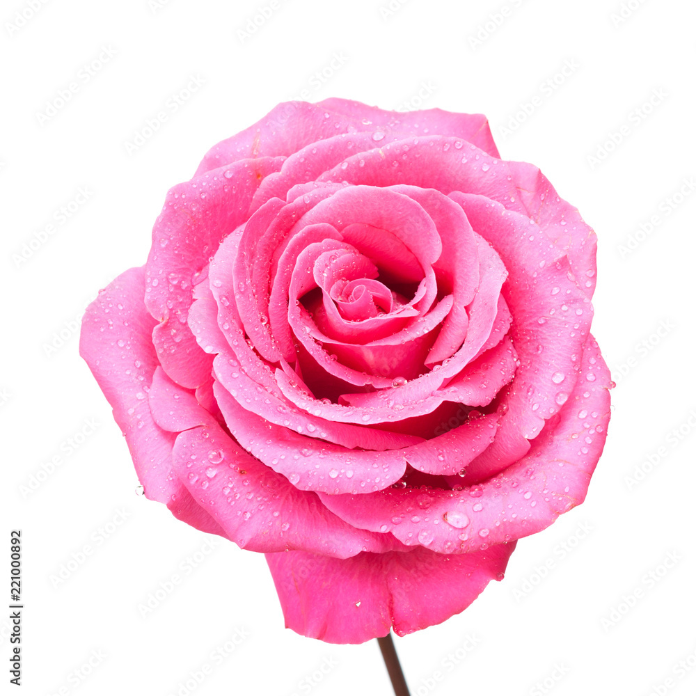 Fototapeta premium Różowa róża na białym tle.