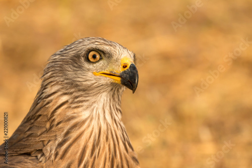 Close-up portrait of a Brown Kite © Gelpi