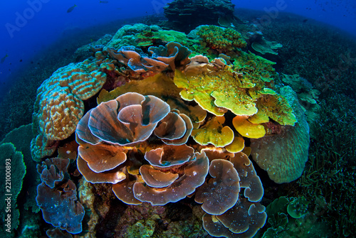 Tropical Reef with Hard Corals  Losin  Thailand