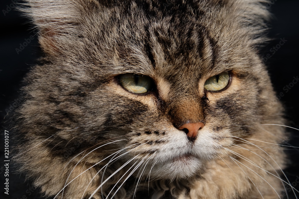 cat portrait, cat muzzle cat portrait, cat muzzle