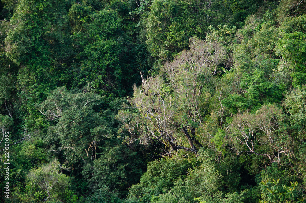 Rain forest is important in Thailand . It is habitat for wildlife Rain forest is important in Thailand . It is habitat for wildlife