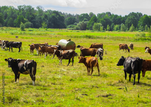cows graze in summer on a field in the village.