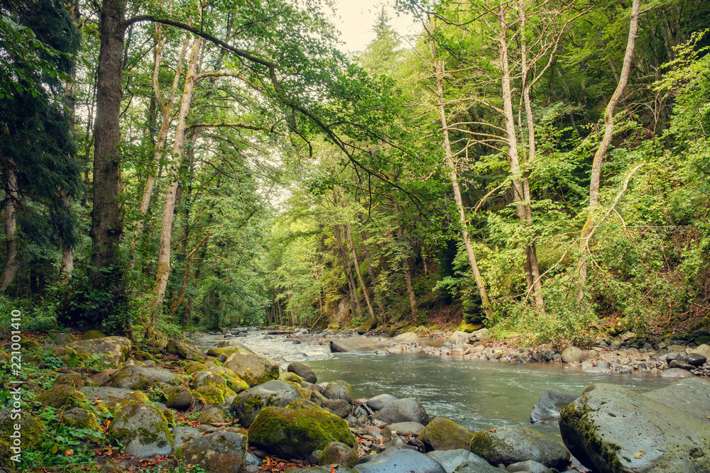 River in the forest River in the forest
