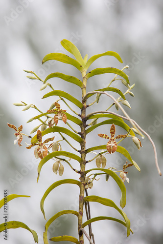 Staurochilus fasciatus (Rchb.f.) Ridl., photo