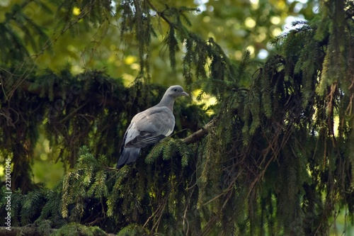 A lone grey dove sits on a pine branch.