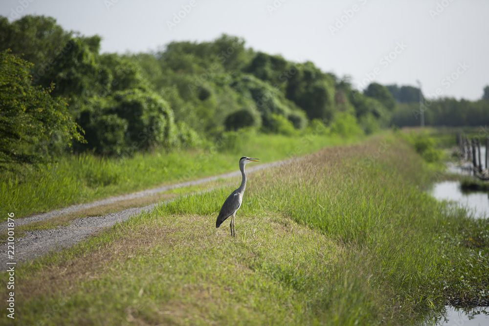 Fototapeta premium Grey Heron -Ardea cinerea standing by the lake looking for food.