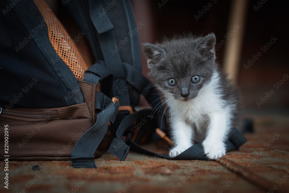 little gray kitten