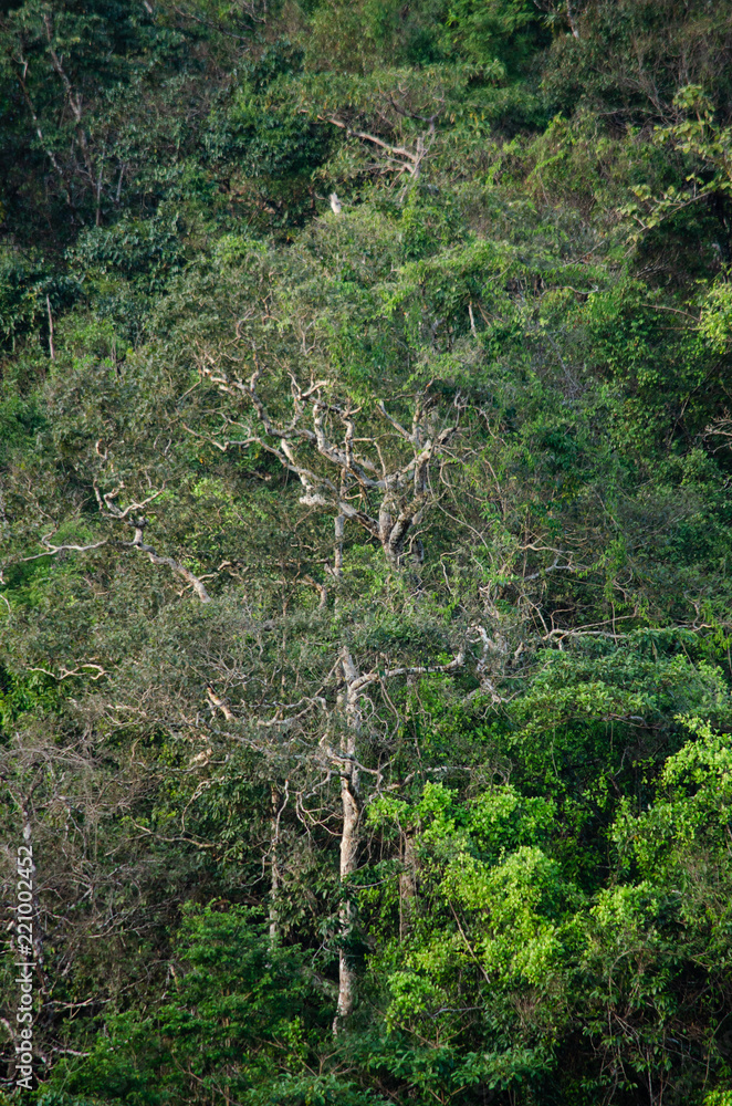 Fototapeta premium Rain forest is important in Thailand . It is habitat for wildlife