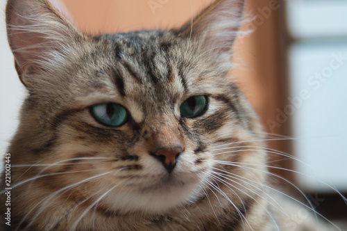 Portrait of a striped pedigreed beautiful young big cat closeup.
