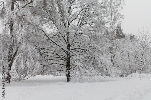 Bad weather concept. Snowfall in the park, winter weather scene, snow covered trees landscape.