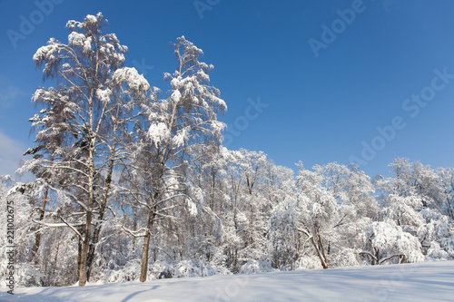 Sunny day winter forest, snow covered trees against blue sky. Cold season weather snowy landscape. Snowy xmas background.