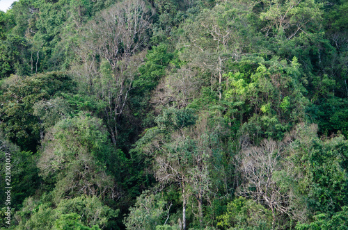 Rain forest is important in Thailand . It is habitat for wildlife