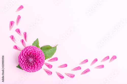 Fototapeta Naklejka Na Ścianę i Meble -  Dahlia ball-barbarry and petals with green leaves - top view on pink bright summer flower