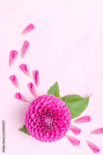 Dahlia ball-barbarry and petals with green leaves - top view on pink bright summer flower photo