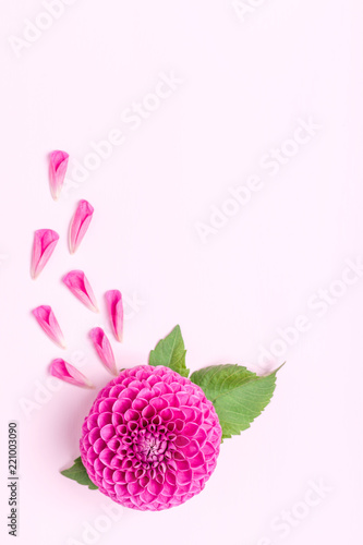 Dahlia ball-barbarry and petals with green leaves - top view on pink bright summer flower photo