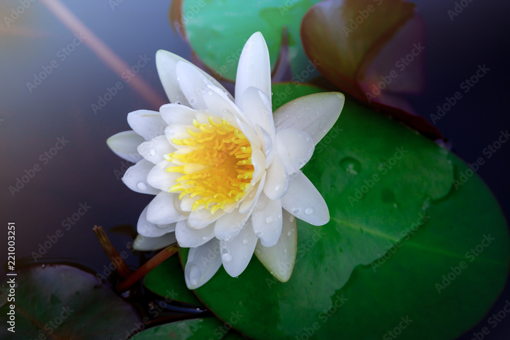 Beautiful White Lotus Flower with Yellow stamen ,Green leaf in pond Beautiful White Lotus Flower with Yellow stamen ,Green leaf in pond